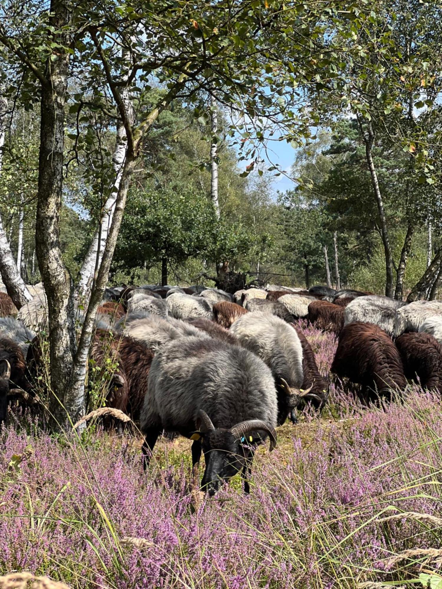 Ferienwohnung Am Pietzmoor Schneverdingen Exteriör bild